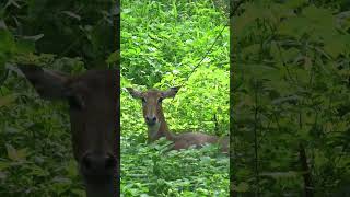 Beautiful Animal - Nilgai ❤ #nilgai #animallover #animals #wildlife #beautiful #beauty #watch #look