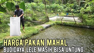 Mantan Pekerja Bangunan Sukses Budidaya Ikan  Lele Yang Menguntungkan Meskipun Harga Pakan Mahal