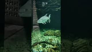 Goliath tiger fish 😬 #fish #fishtank #tiger #dangerous #shorts