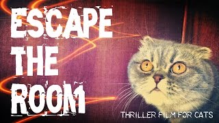 Кошачий триллер "Побег из комнаты" ☣ Cat Thriller Film "Escape the room"