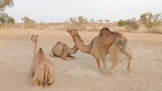 Fighting between groups of camels