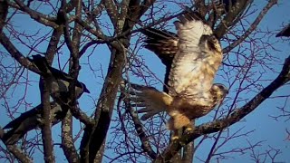 Мохноногий канюк против ворон. Rough-legged buzzard versus crows.