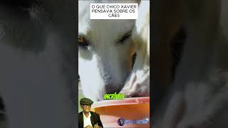 Chico Xavier e os cães: Eles tem características que se assemelham às nossas! #chicoxavier #bezerra