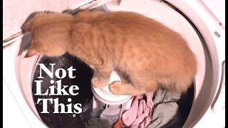 How To Wash Your Cat Quickly Video - Without Getting Scratched - Quick Low Stress Bathing Method