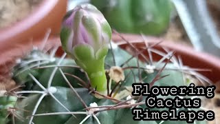 Beautiful Cactus Flowering Timelapse