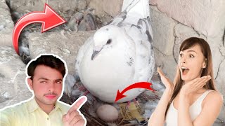 Kabbotar || Pegion, eggs and his child || Pegion video 2023