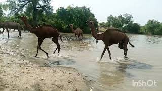 thar desert climate |Camels carvan water ponds |