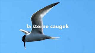 sterne caugek