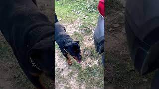 Rottweiler Attitude #shorts #shortvideo #rottweiler #maxx #traineddog #guarddog #aggressivedog #yt