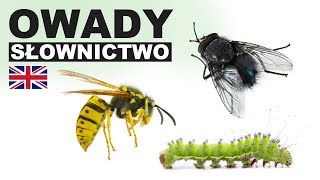 Learn Polish Vocabulary - Insects 2 (Owady)