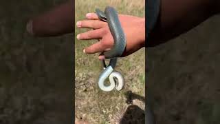 Catching a blue racer! 🐍 #snake #animals #nature #wildlife #crazy #wow #adventure #explore #tikt