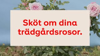 Sköt om dina trädgårdsrosor