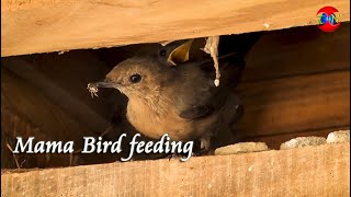 Bird Feeding His Babies - THE NATURE