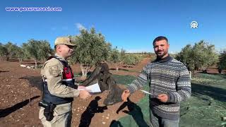 Kilis'te zeytin hırsızlığına karşı karadan ve havadan denetim