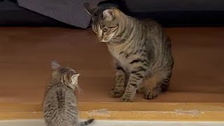 3 chaton très drôle top vidéo  2024 // cat_4k_hd