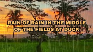 SUARA HUJAN PETIR DISAAT SENJA MENEMANI TIDURMU - SUASANA SAWAH PEDESAAN - SLEEP RAIN SOUND