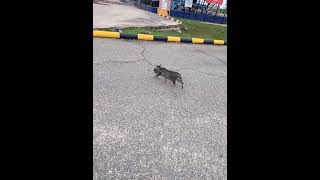 Induk kucing sedang membawa anaknya