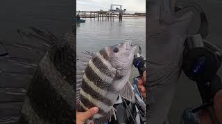 #fishing #kayak #kayakfishing #sheepshead #sheepsheadfishing #staugustine #matanzasinlet