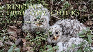 Ural owl attacks a bird ringer climbing to its nest hole