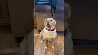 Seeley the yellow lab flips a chunk of bologna