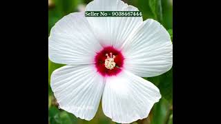 different types of flowers plants online sell wholesale price 9038467444