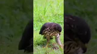 Burung Elang vs Ular