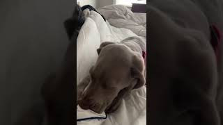 The cat is not amused! #cat #dog #dad #shorts #viral #foryou #fyp #funny #wife #puppy #weimaraner