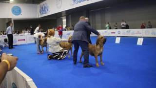 WDS, Speciality Show Fila Brasileiro