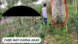 Tanaman cabe terganggu karna akar pohon