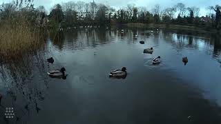 Ducks On The Water In Hampstead Heath Ponds - London Ambience