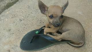 O Cachorro pinscher Mini Teco Dormindo no Chinelo kkk