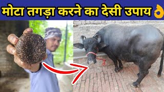 गाय/भैंस को मोटा तगडा करने का No.1 देसी उपाय|Bhains ka doodh|How to increase cow/buffalo milk