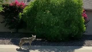 Coyote Trotting On Sidewalk.  Arizona (fuzzy video)