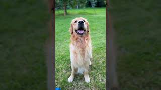 Hey Lover Boy #Dog #CuteDog #Goldenretriever #Goldie #NatureLover #SweetDog #Shorts