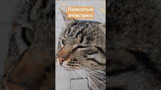 Полосатый антистресс)#котики #мяумяу