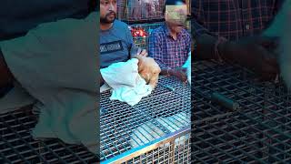 GALIFF STREET | PET MARKET | 02.04.2023 | PUPPY CARE  | IDENTIFY THE BREED 2 | CUTE PUPPY 2