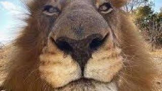 5 علامات لتحديد عمر الاسد | #حيوانات #اسد #lion #zoo #animals#  #lionking #information  #info