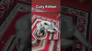 ছোট্ট বিড়ালছানার দুষ্টুমি | Little cuty kittens | funny moments| Adnan the Traveller #shorts