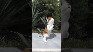 Cat dancing twerk #shorts