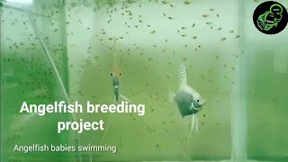 Angelfish breeding project || angelfish babies swimming || #angelfishbreeding #angelfishbabies