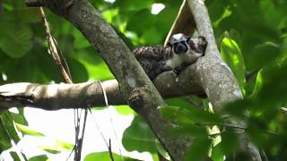 Geoffroy's Tamarin