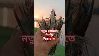 নতুন পানিতে চিংড়ি শিকার/fishing from the river/fishing video/#short #fish #viralreels #viralvideo