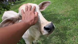 Lovely Cute Baby Cows