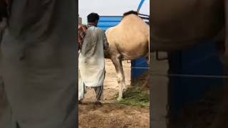 Camels loading amazing #animals #camel #youtubeshorts #youtubevideos #shorts #short