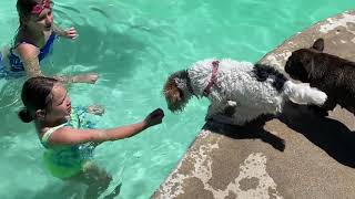 Wire Fox Terrier Jumps in Pool for the First Time