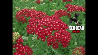 Red Dead Online - Yarrow picked