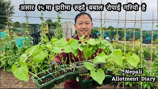 असार १५ मा झरीमा रुझ्दै बबाल रोपाई | Gardening Vlog | Nepali Family UK | Allotment  Update | Mr Rai