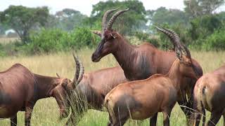 Topi males, each surrounded by harem of doting females, Ishasha, Queen Elizabeth Natl Park, Uganda