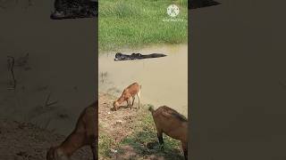 Crocodile Atack #crocodile #goat #funnycomedyy