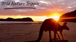 Cassowary, Tree Kangaroo, Possums, Wallabies & more. Ep2. North Queensland